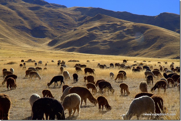 Troupeau de Lama, altiplano, Pérou