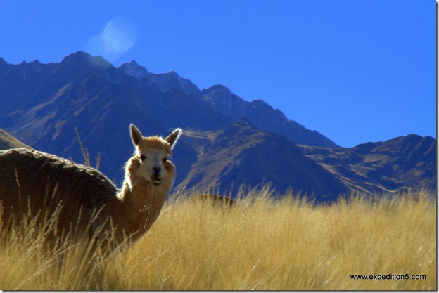 Altiplano, Pérou.