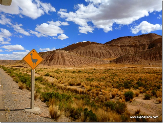 Attention, passage de lamas ! Avouez qu'on ne voit pas ca partout ...  (Sajama, Bolivie)