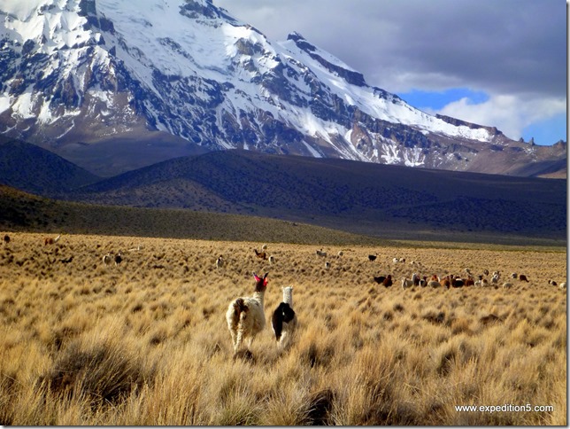 Les lamas sont joliments enjolivés de petits rubans, afin de les reconnaitre ... (Sajama, Bolivie)