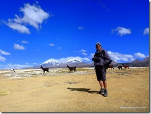 C'est partit pour une séeance de lama-photographie ... (Sajama, Bolivie)