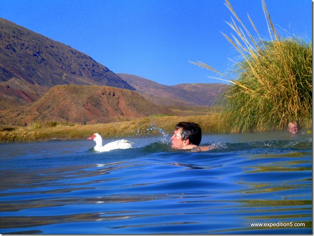 Course au canards, 1$ à celui qui les atteint à la nage ...  (Ojo del Inca, Bolivie)