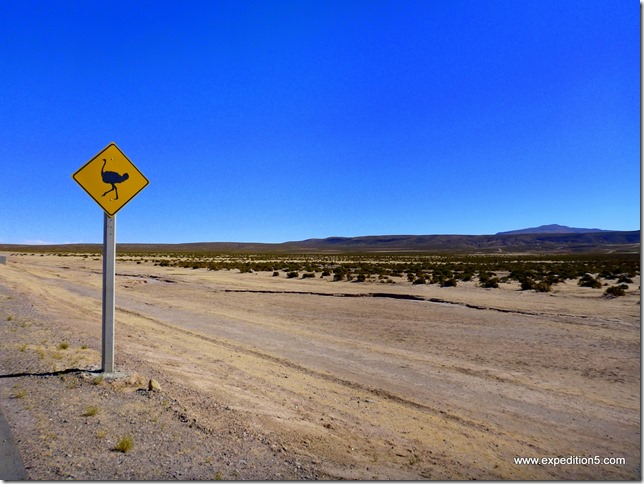 Attention, passage .... d'autruches !!!??? Hein ?  (Bolivie)